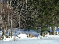Cherchez les renards...